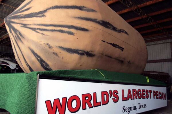 The World's Largest Pecan will be unveiled at the 4th of July Parade in Seguin, TX. The Pecan is 2,300 pounds, 16 feet long and 8 feet in diameter. Wednesday, June 29, 2011. OMAR PEREZ/operez@express-news.net promotional advertising picture