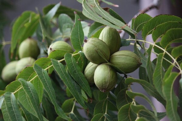 Image of new pecans growing on a pecan tree branch