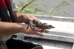 A picute of somebody holding baby alligators in their hands.