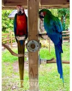 Parrots at Sarasota Jungle Gardens